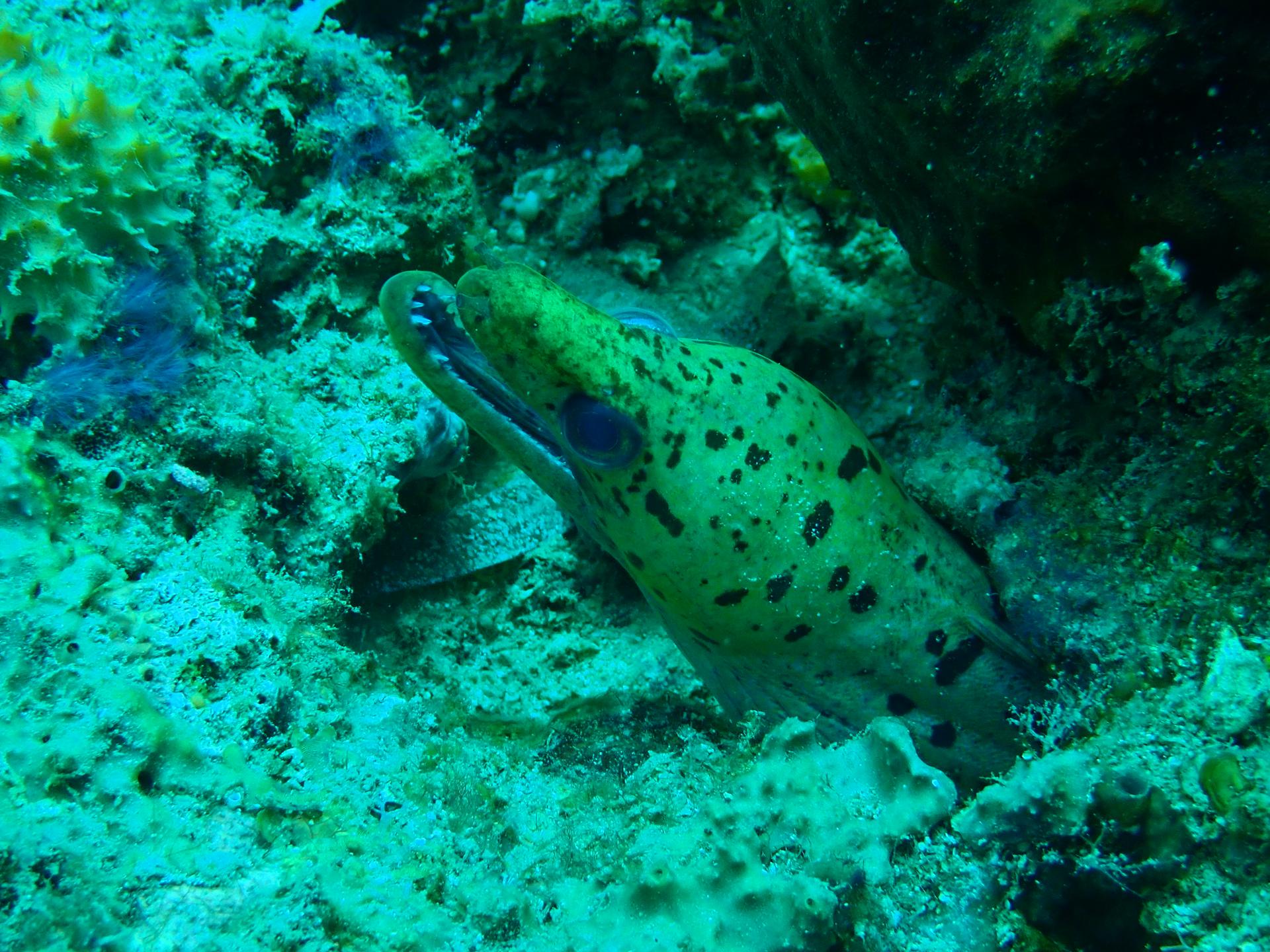 Sunken Island dive site | PADI