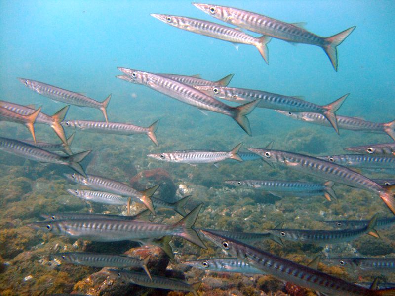 Dive site photo