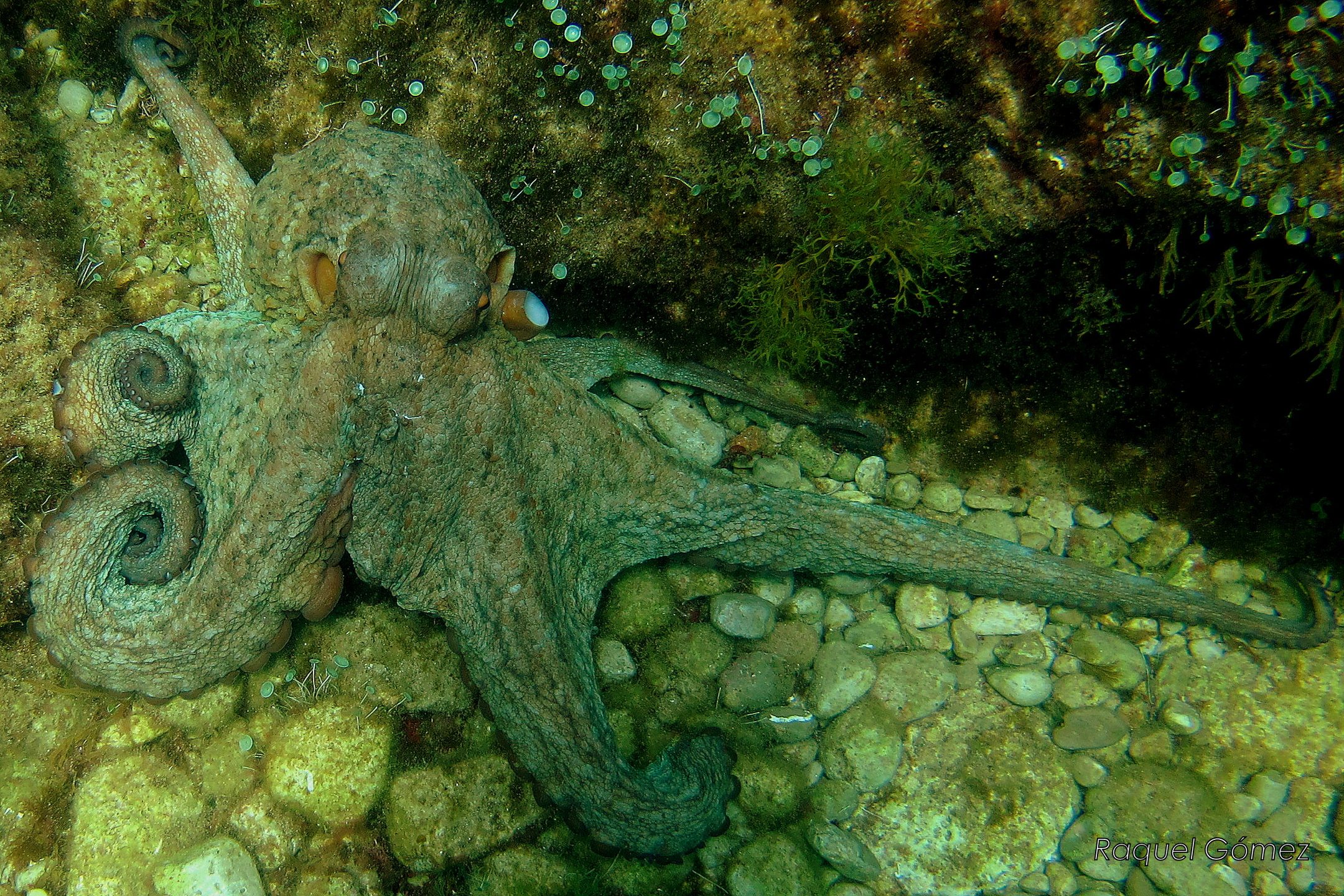 Negre del Falaguer site de plongée PADI