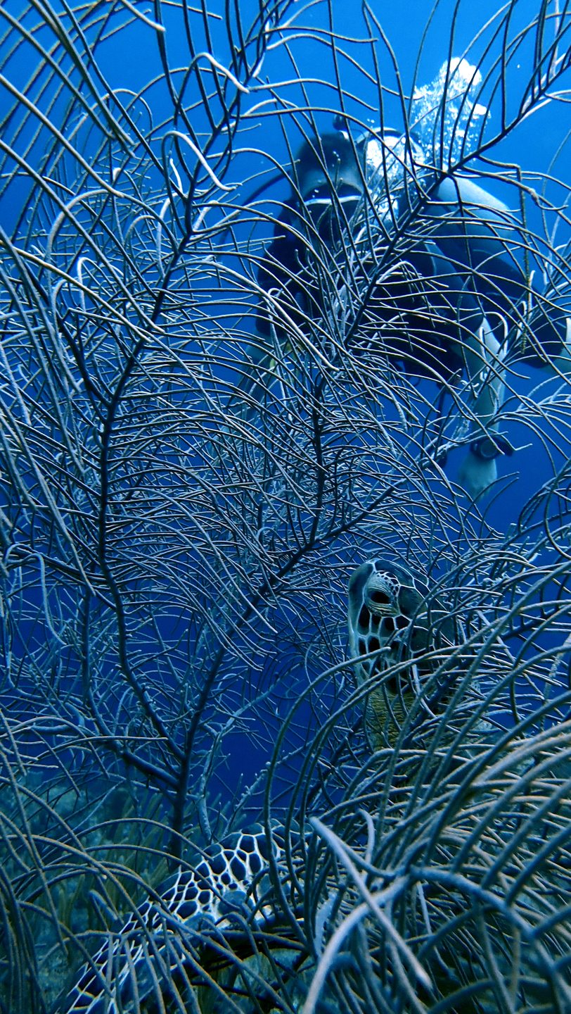Dive site photo