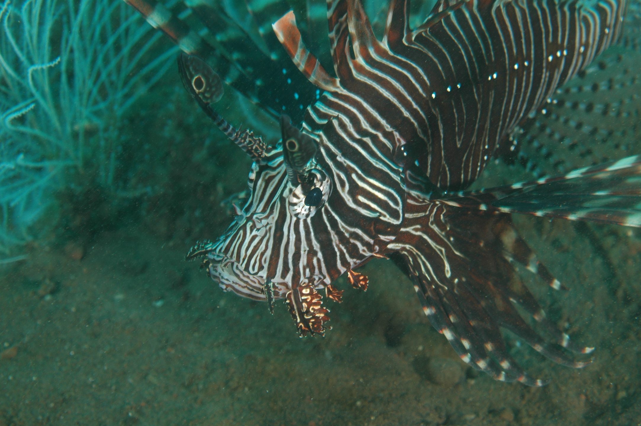 Dive site photo