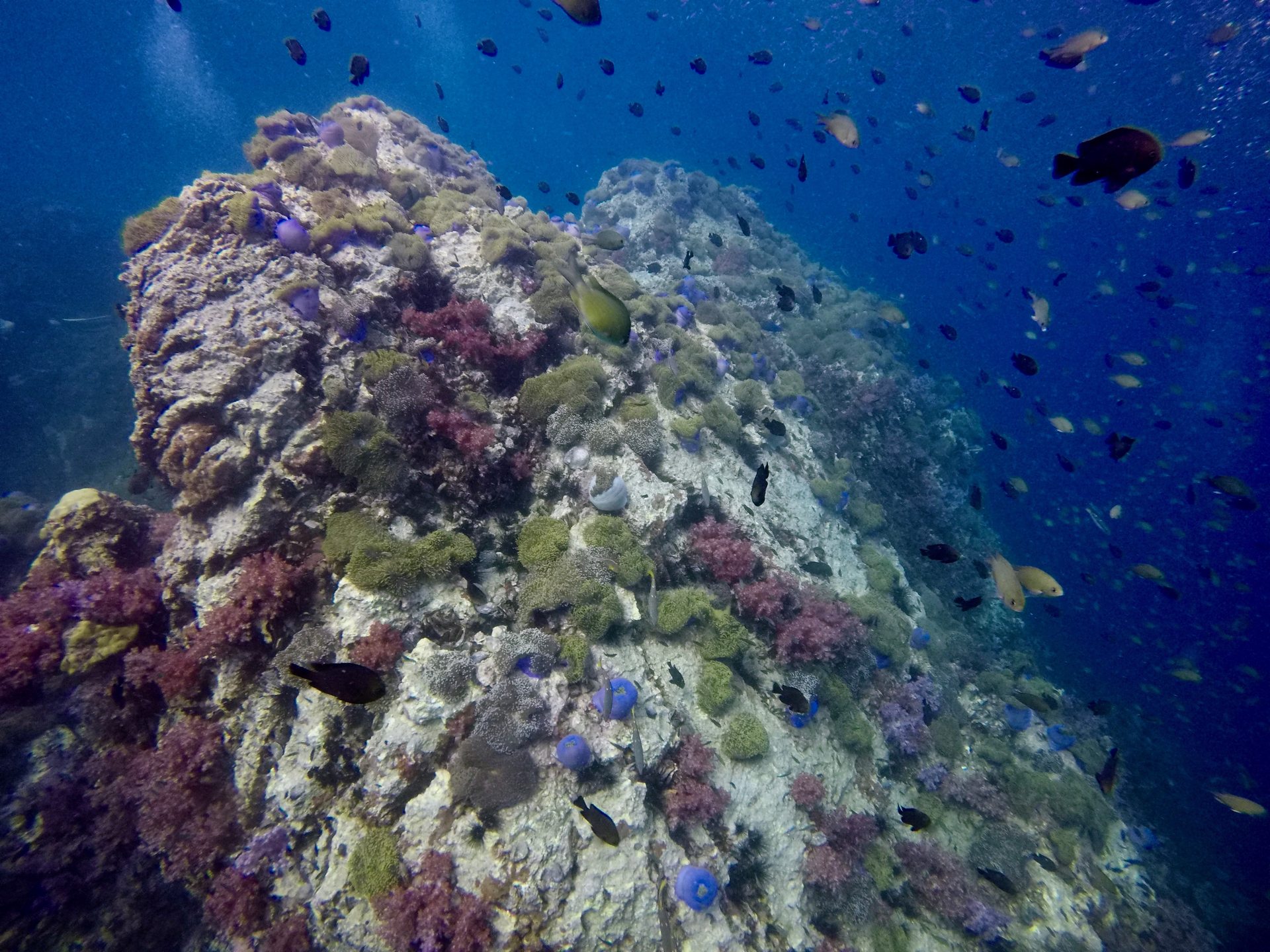 Anemone Reef