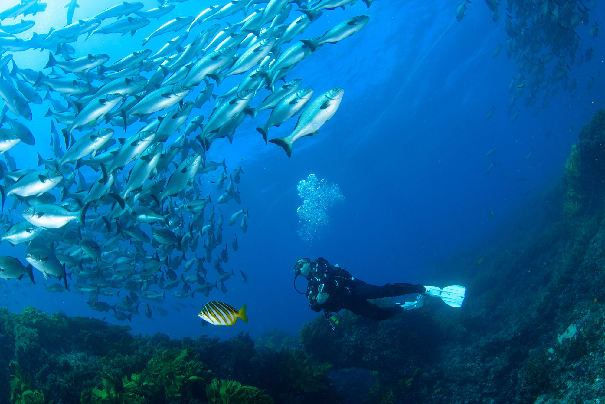 rottnest-island-dive-site-padi