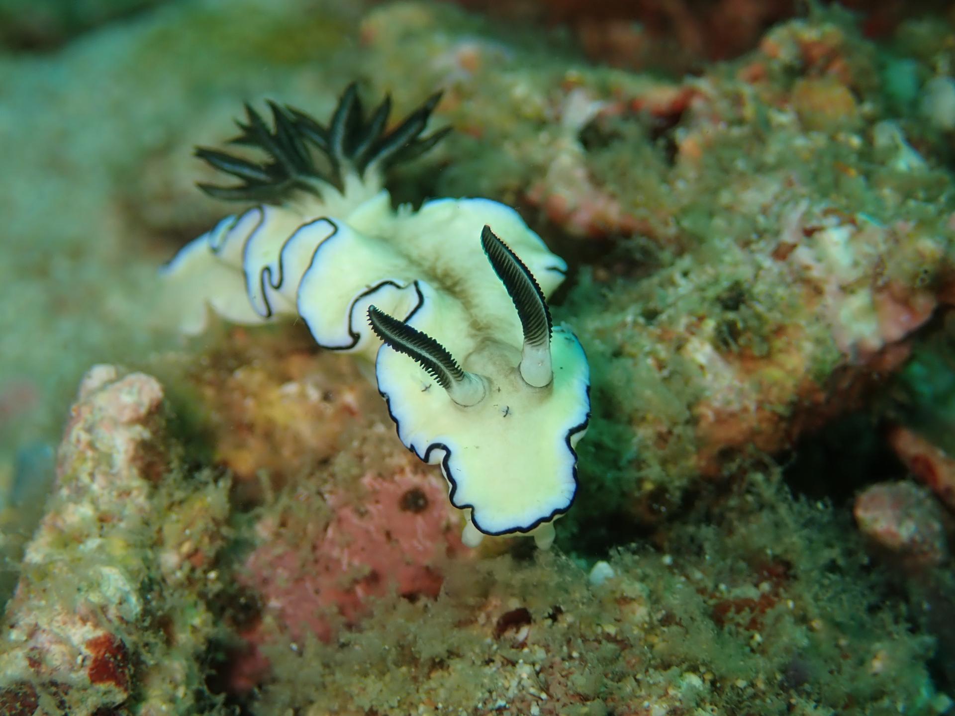 Sunken Island dive site | PADI