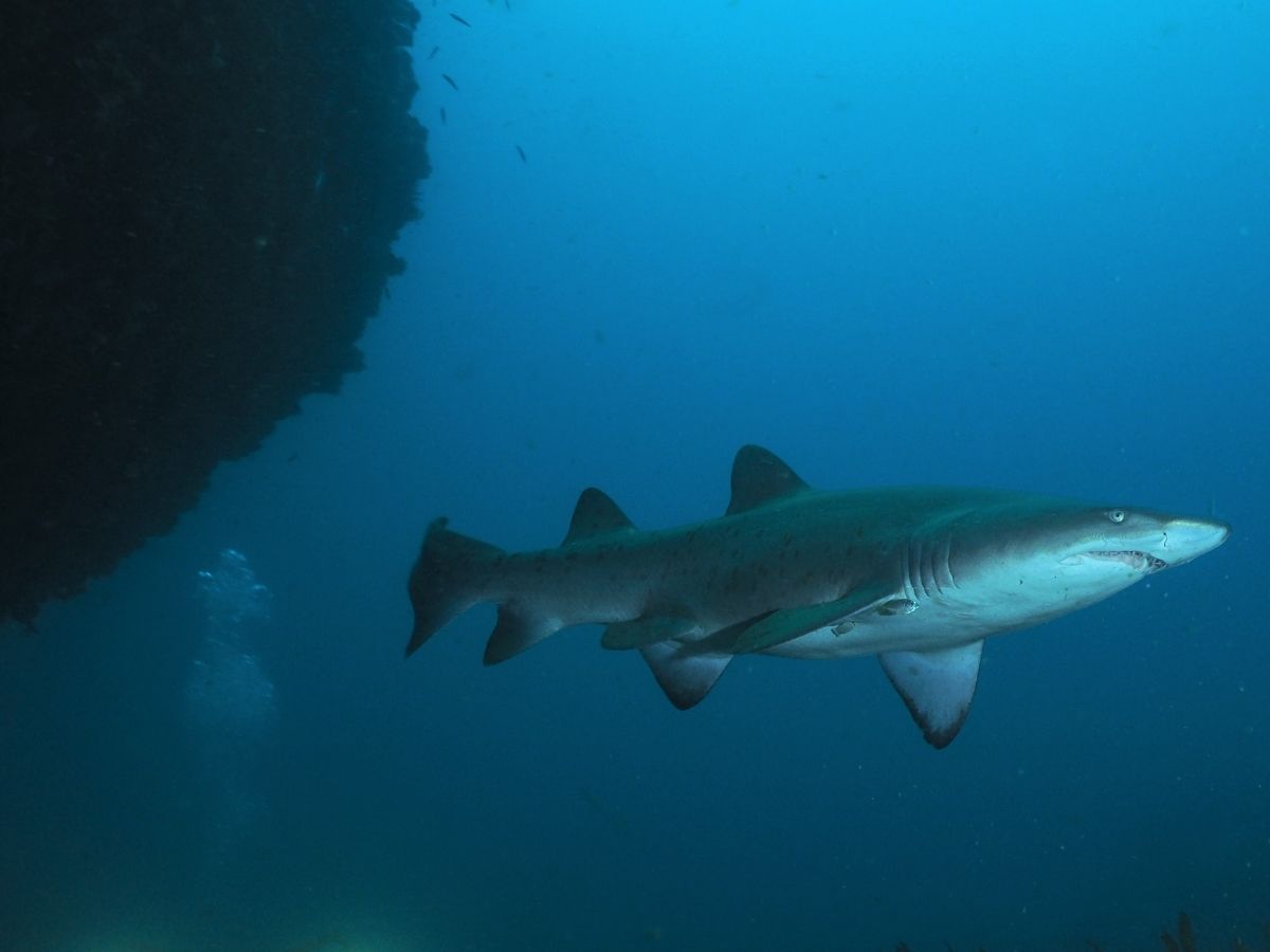 Dive site photo