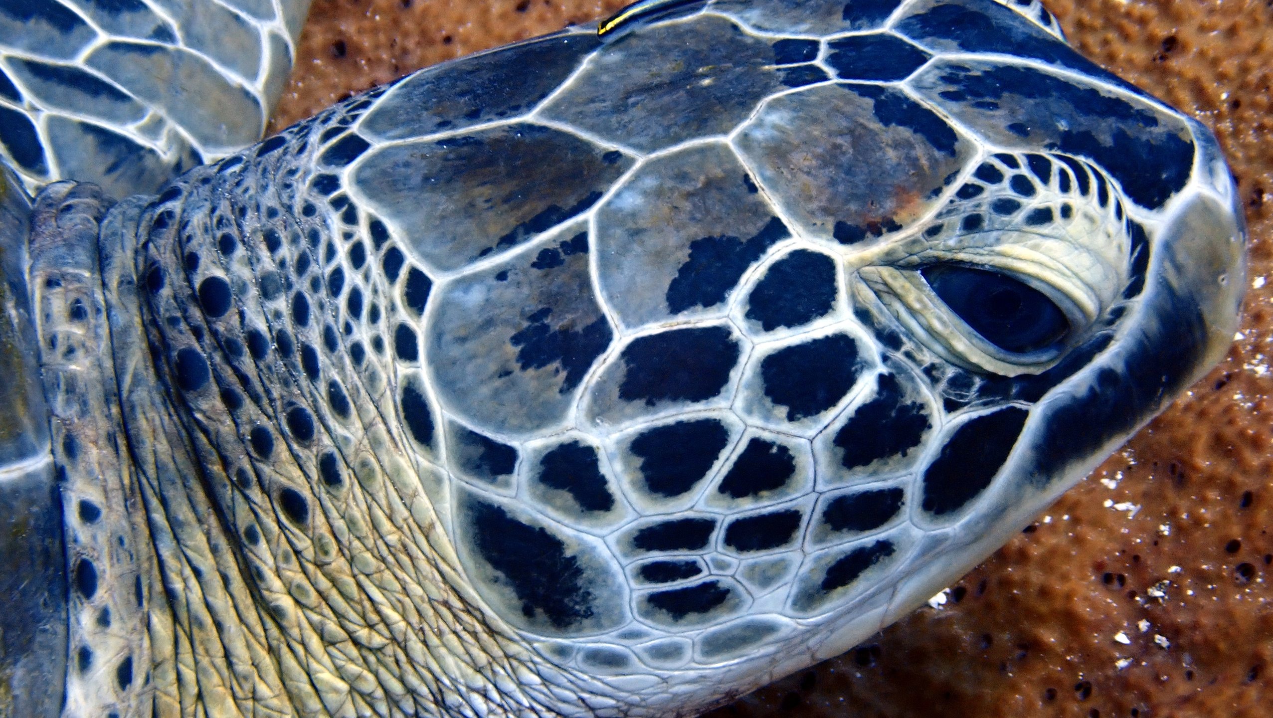 Dive site photo
