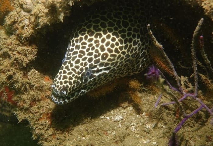 Dive site photo