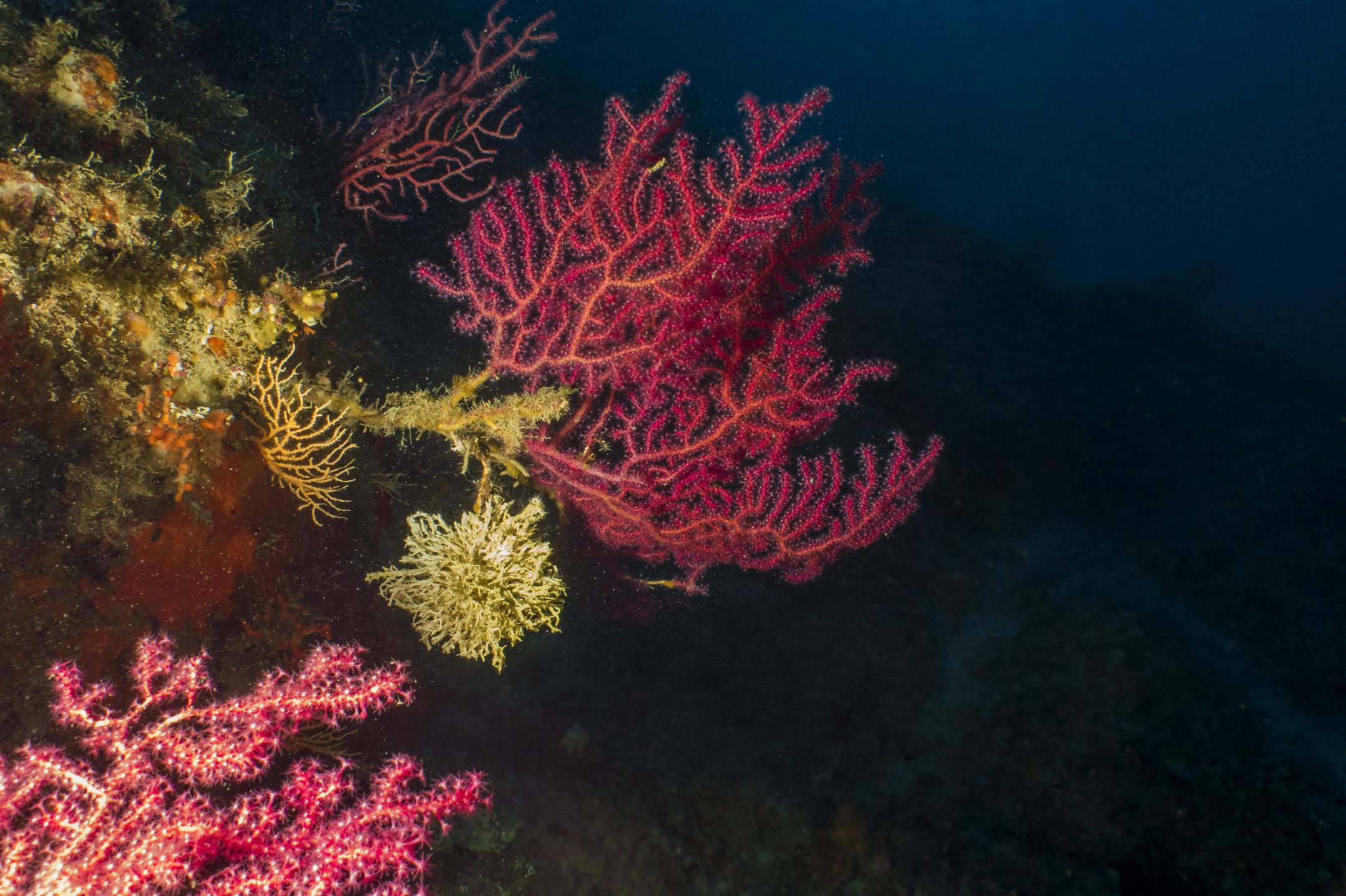 Dive site photo