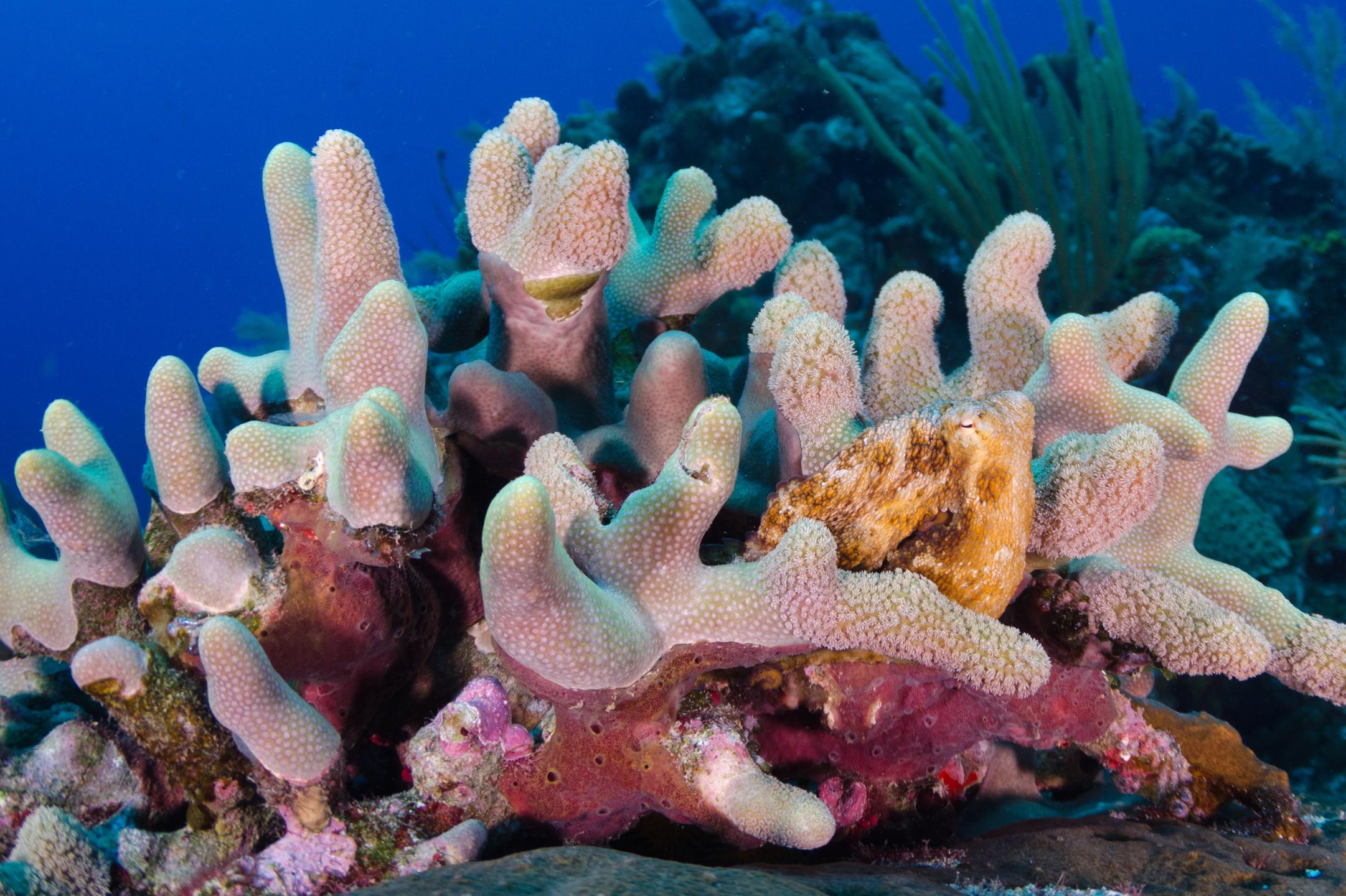 Little Bluff Reef site de plongée PADI