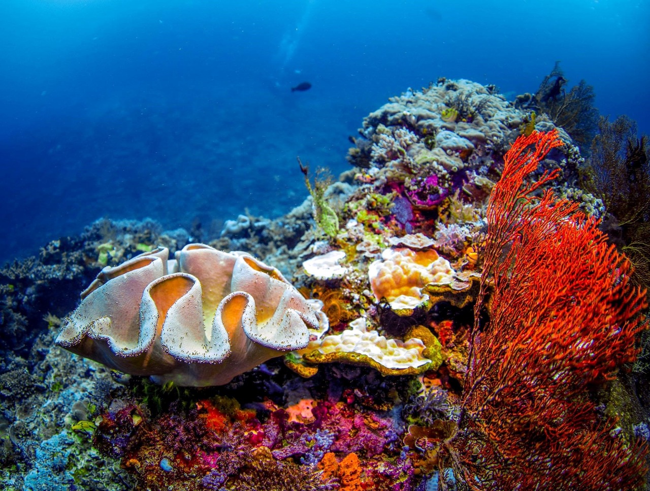 Lau Lau Reef dive site PADI
