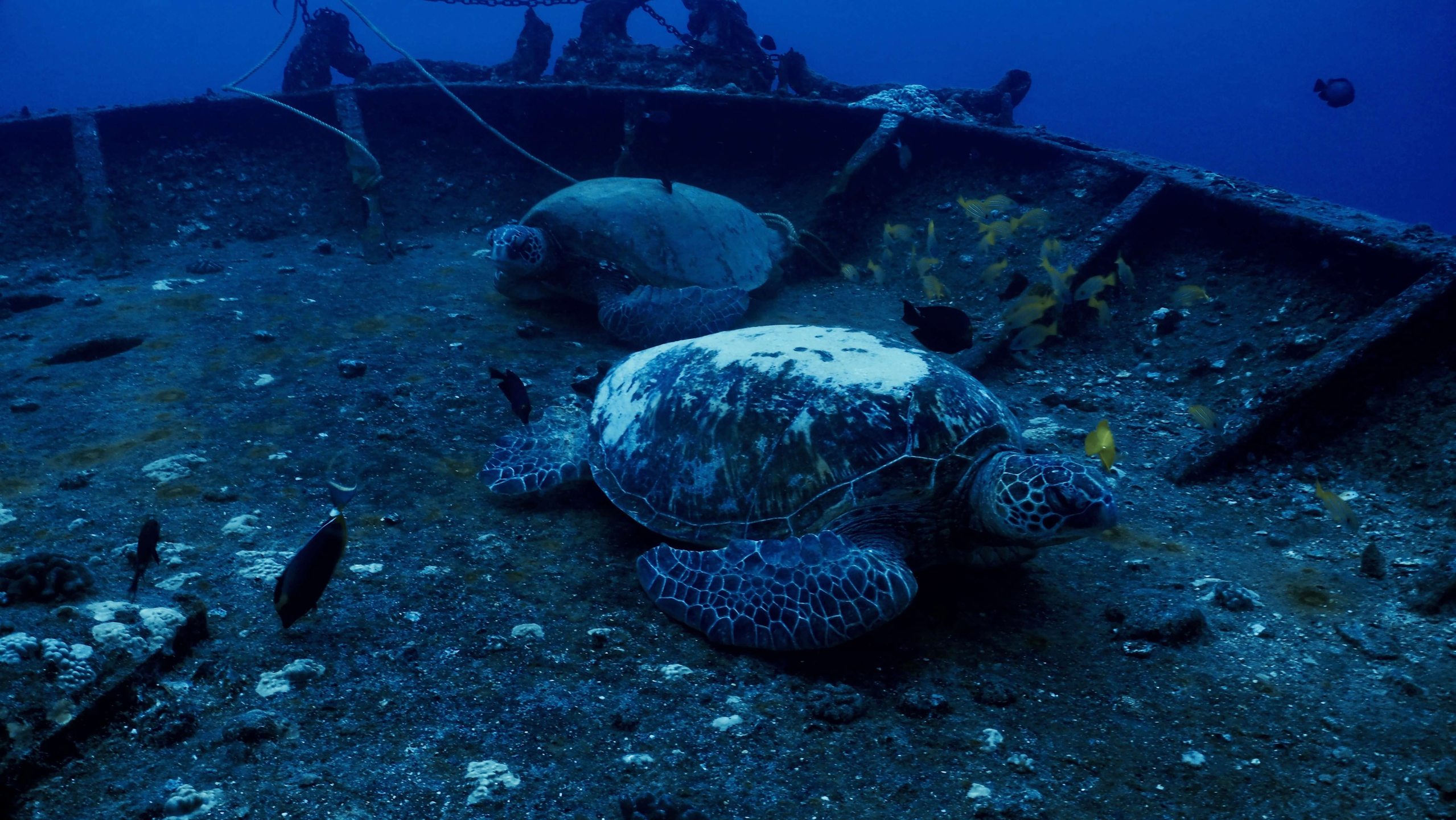 Sea Tiger Wreck ダイビングサイト | PADI