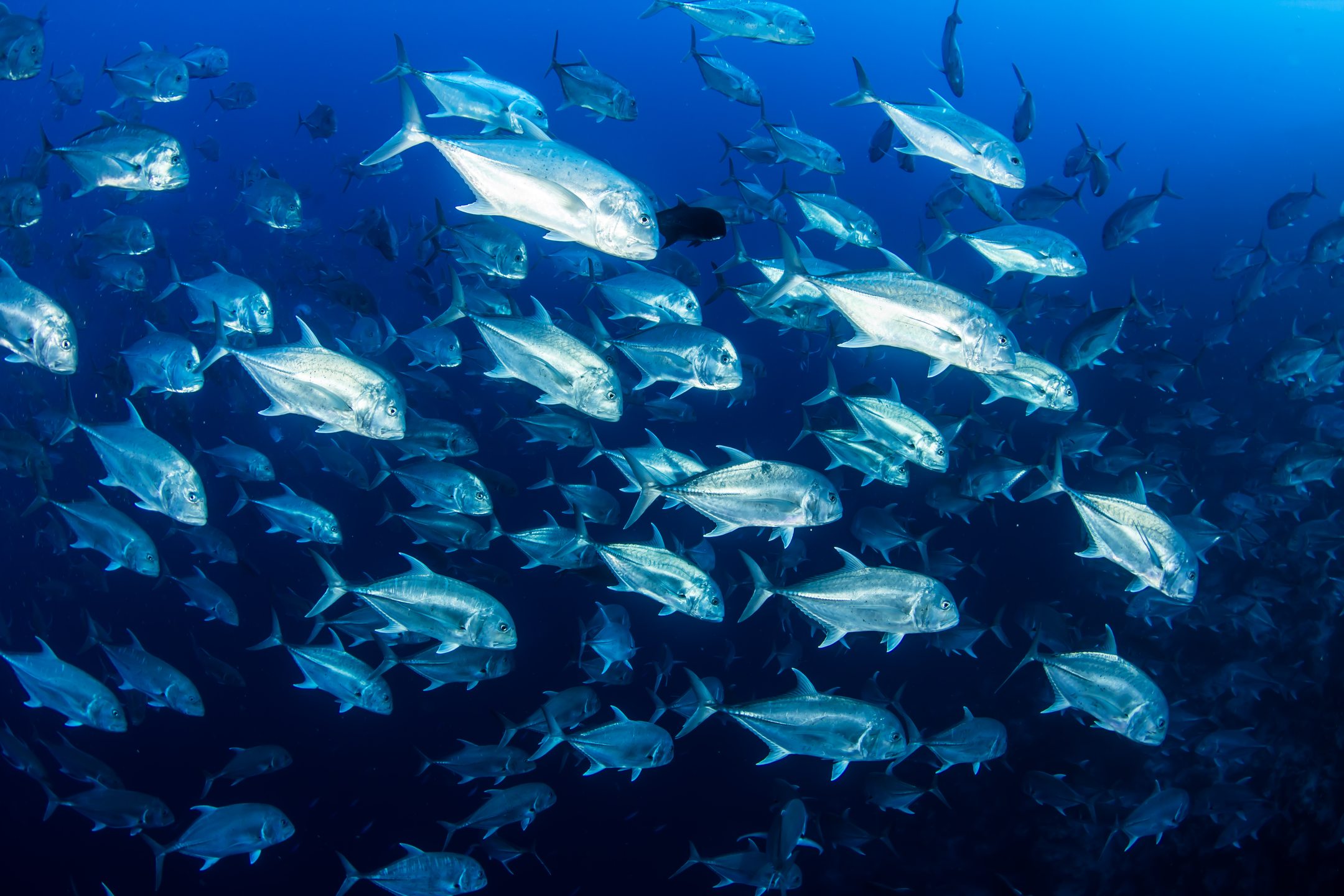 Dive site photo