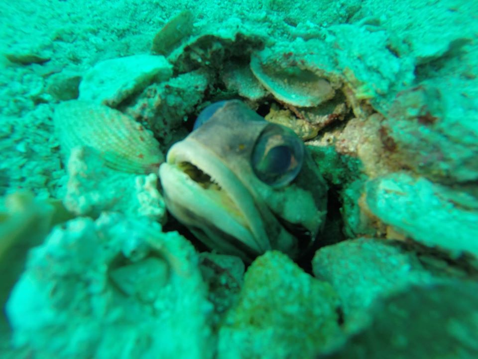 Dive site photo