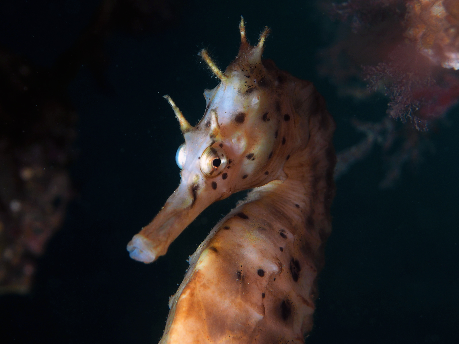 Dive site photo