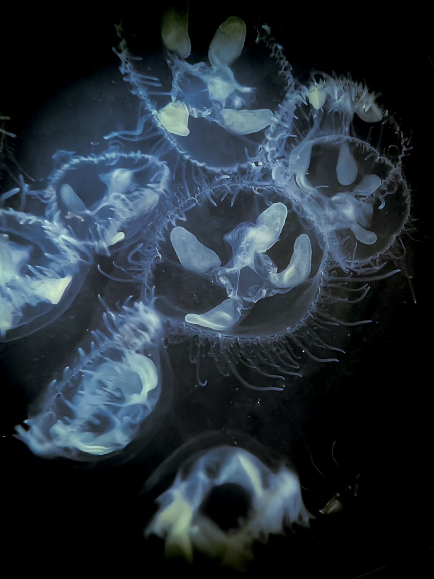 Dive site photo