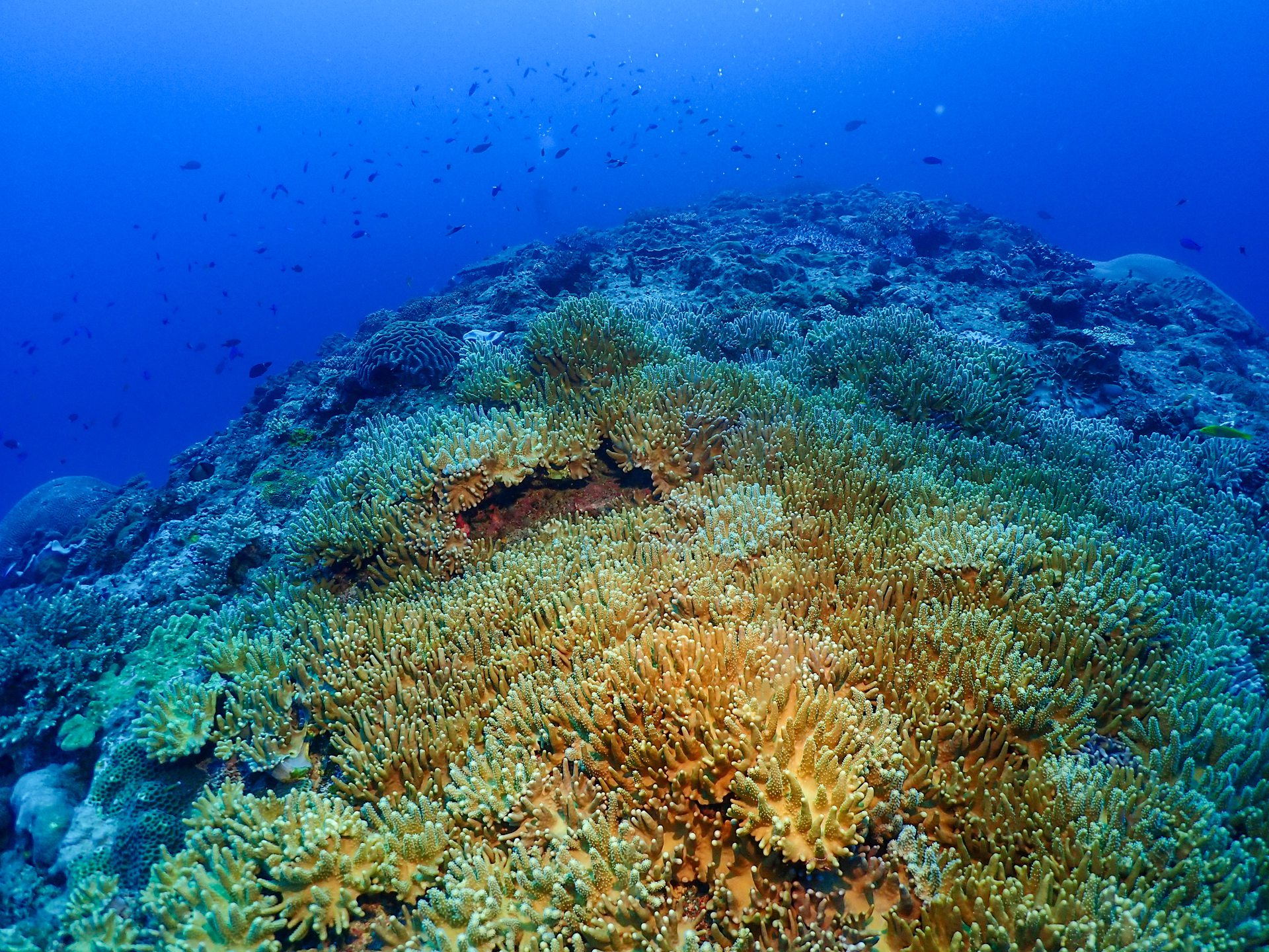 Dive site photo