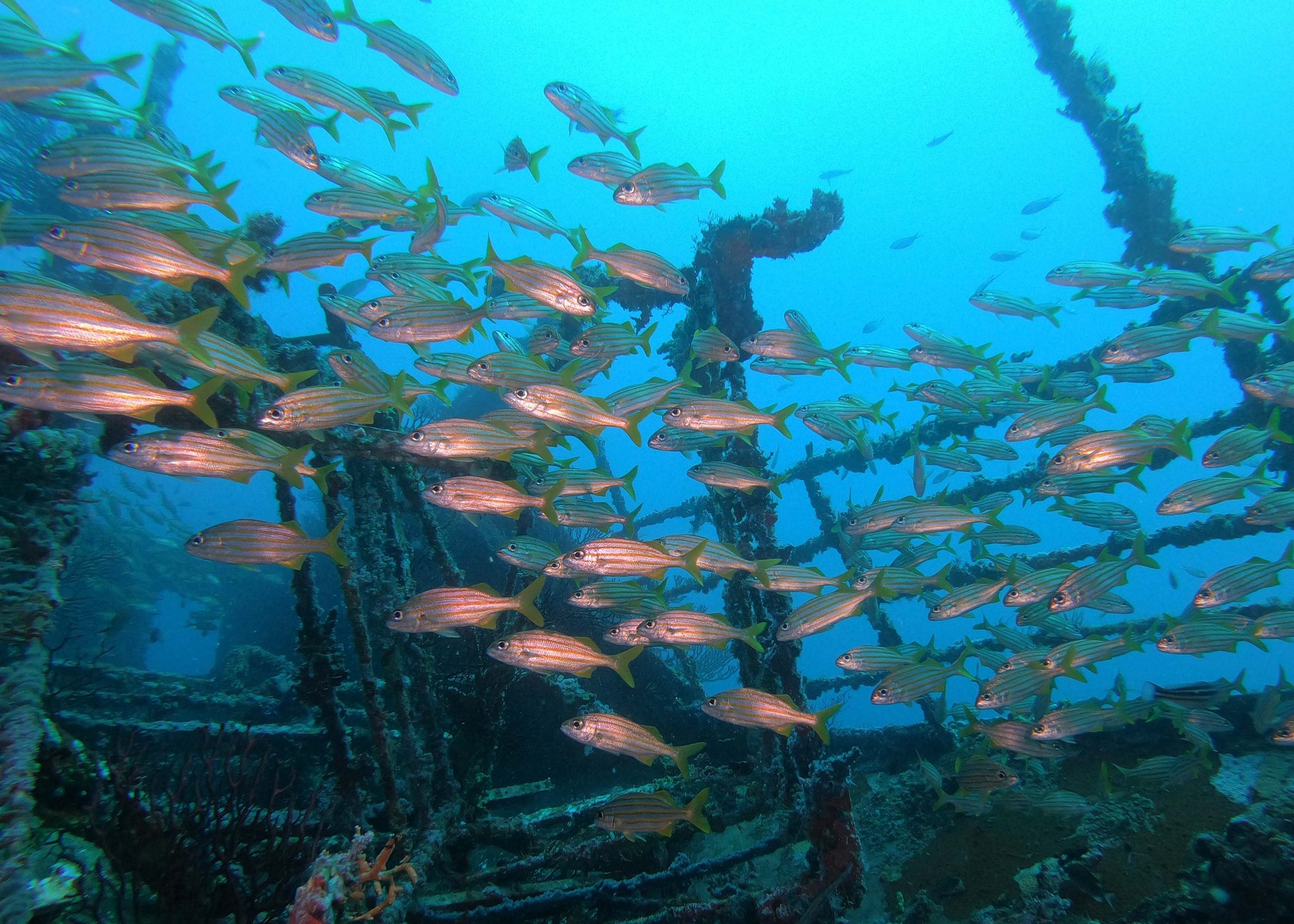 Dive site photo