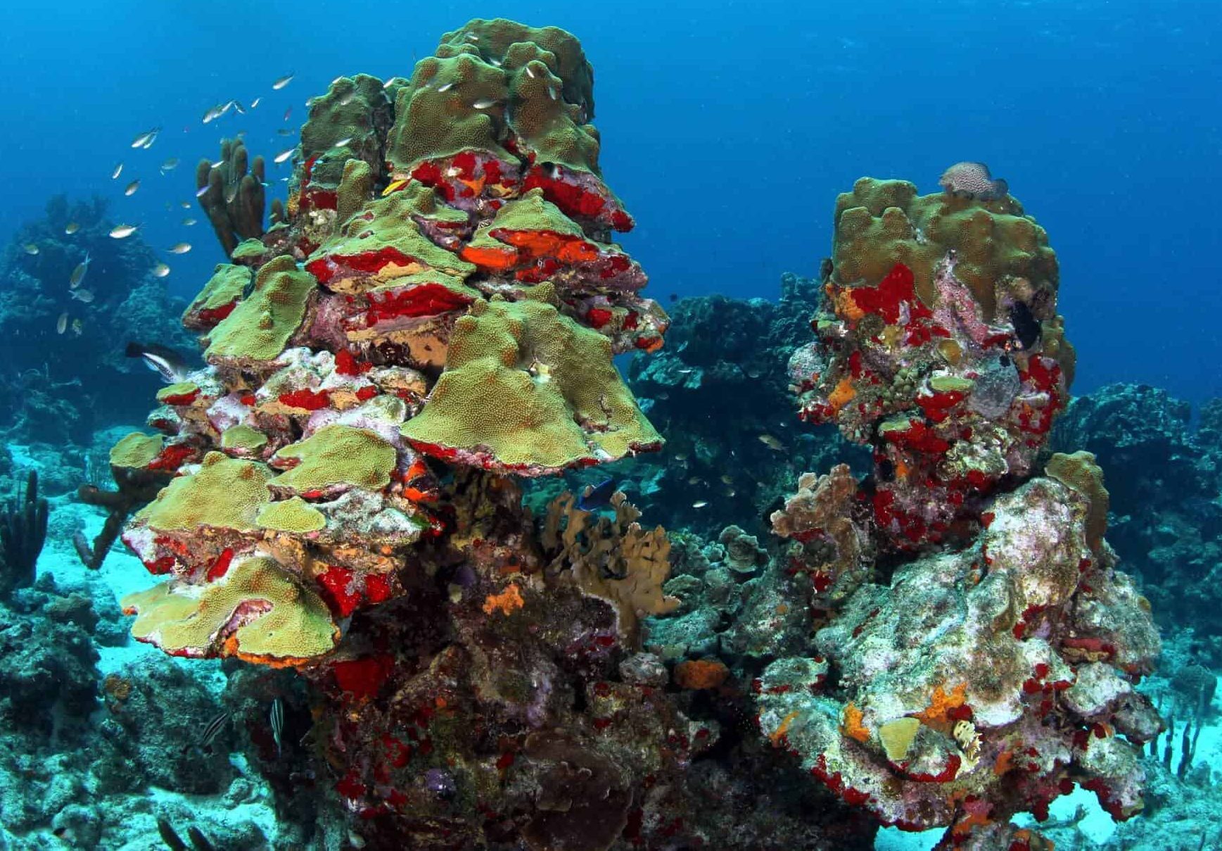 Dive site photo
