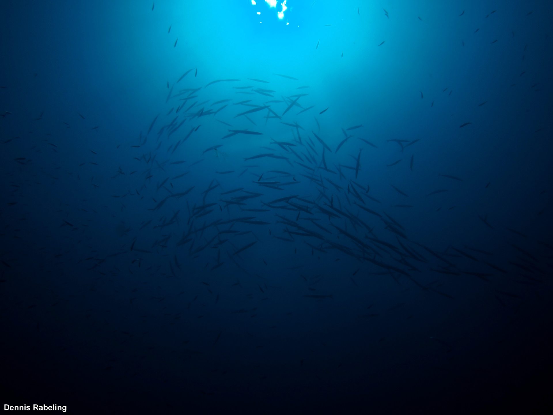 Dive site photo