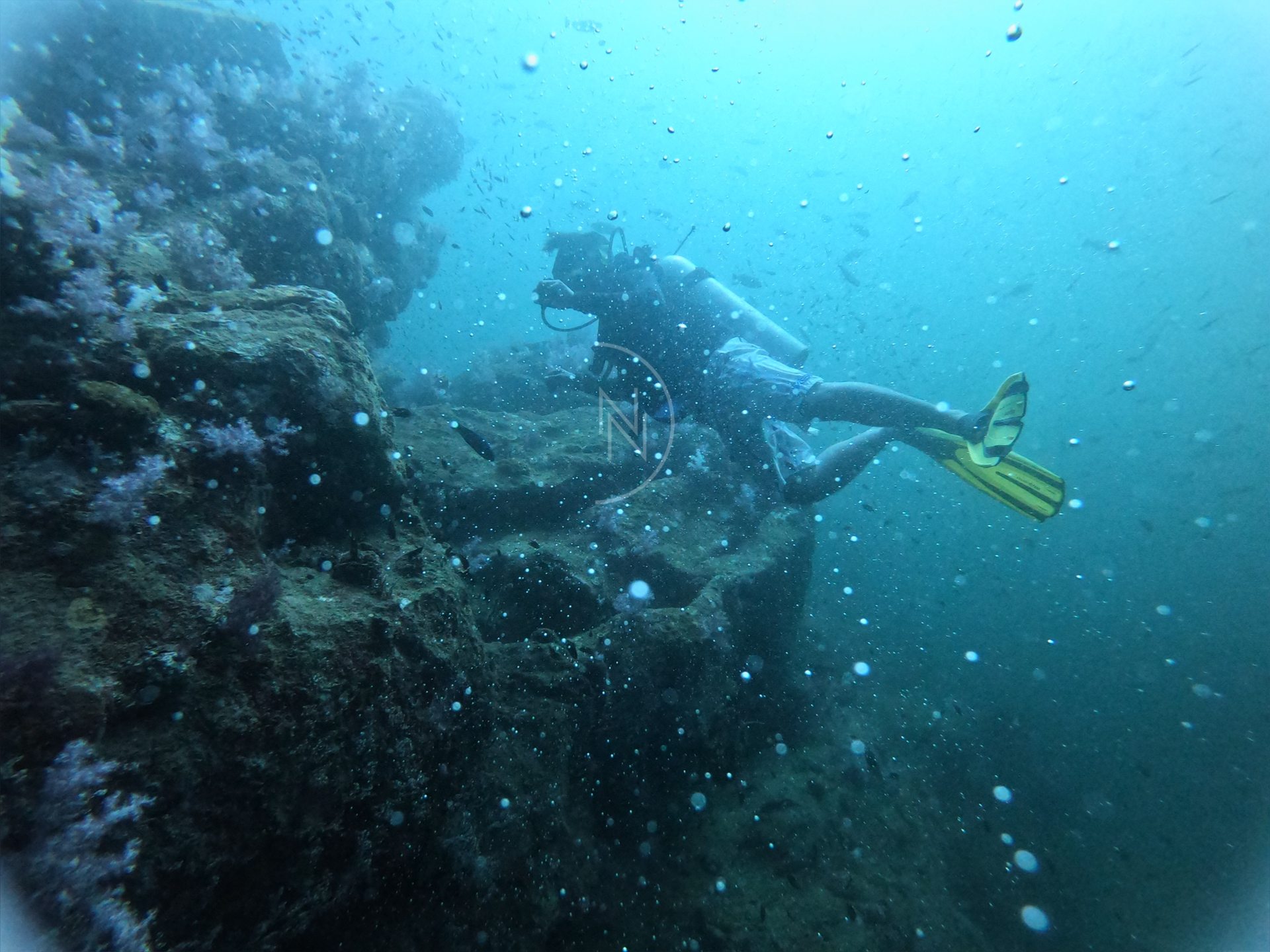 Coral Garden