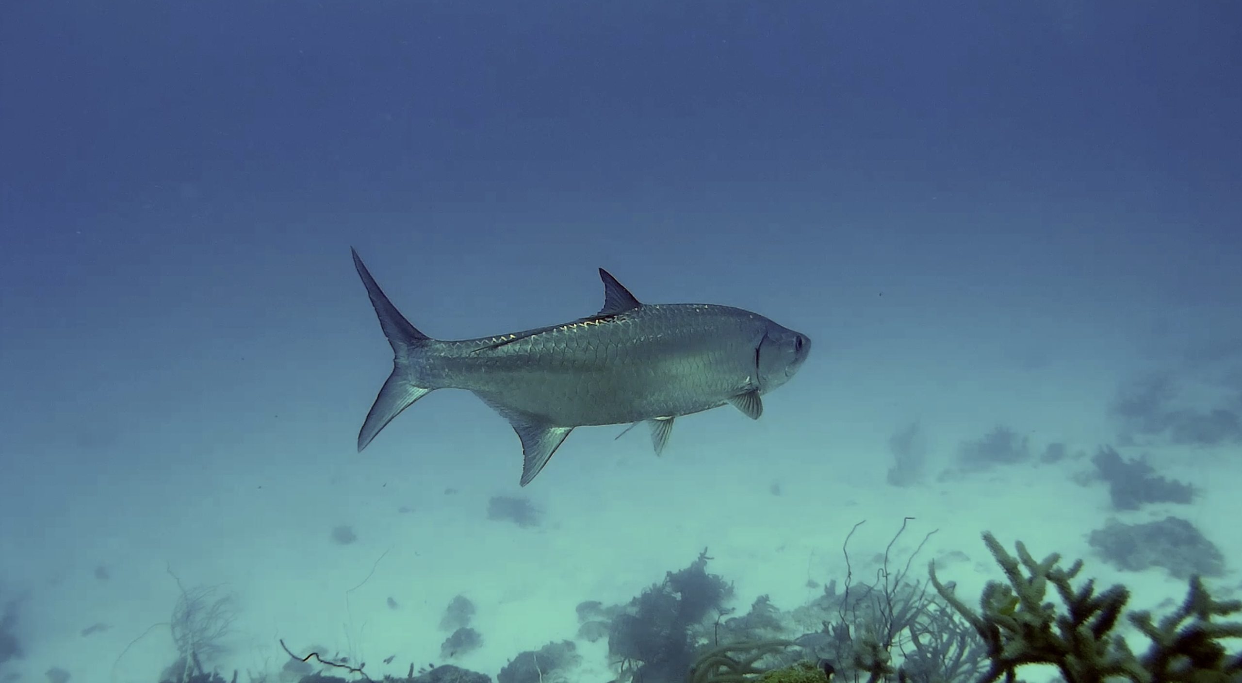 Dive site photo