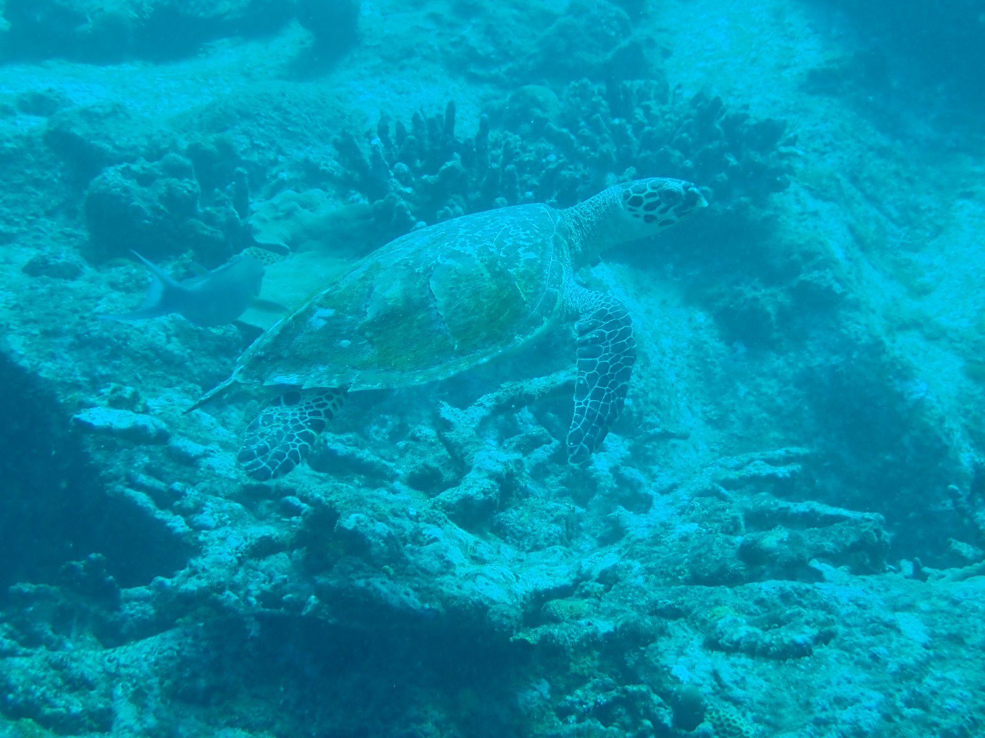 Conception South site de plongée | PADI