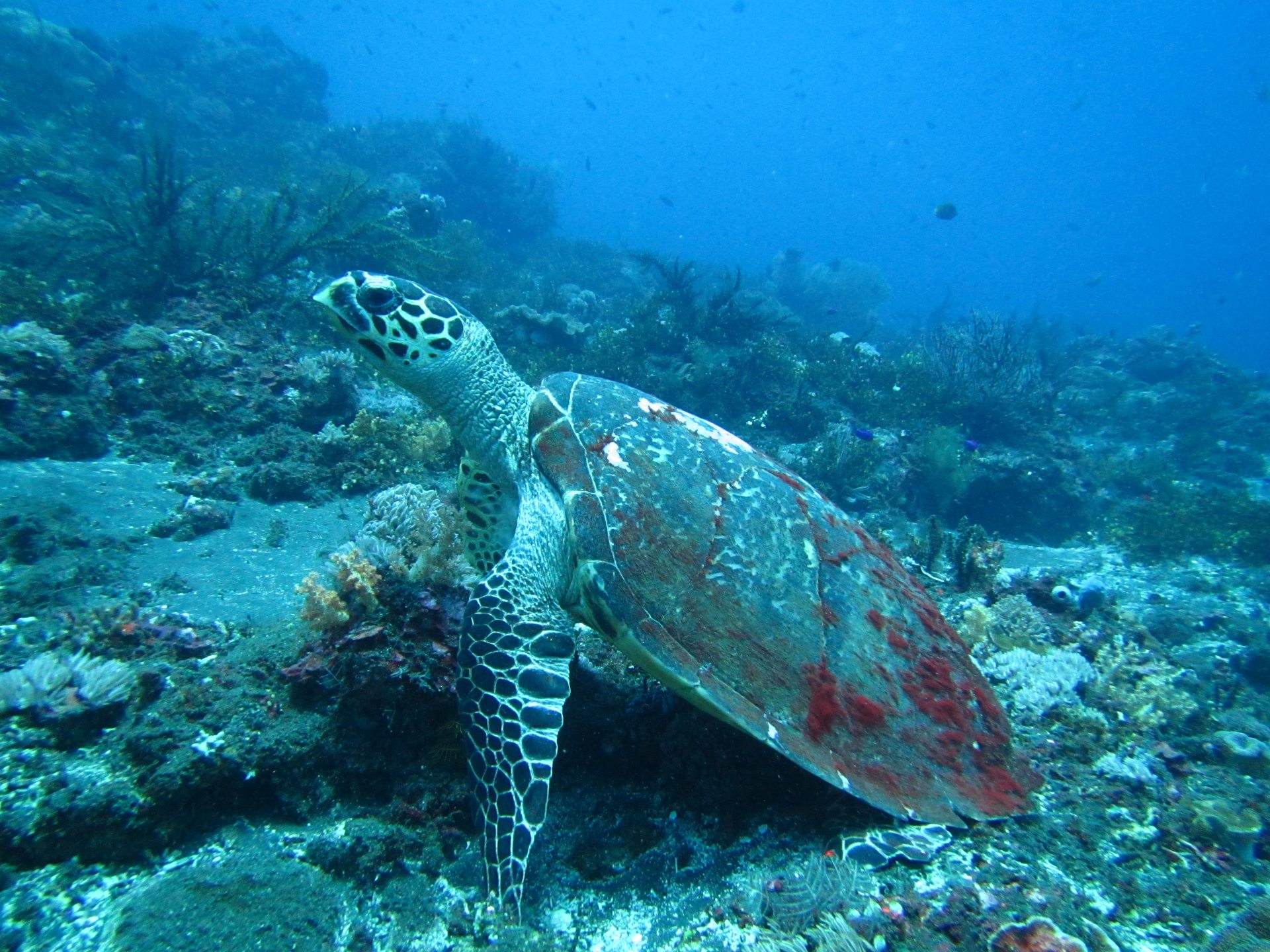 Gili Selang