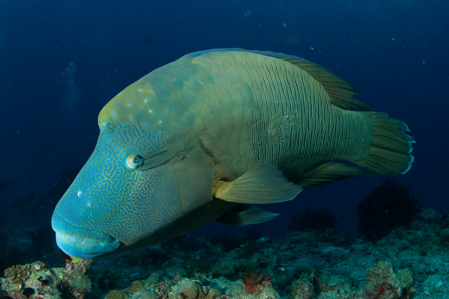 Dive site photo
