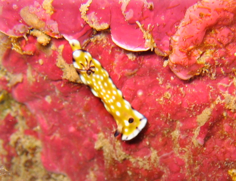 NudiMadness