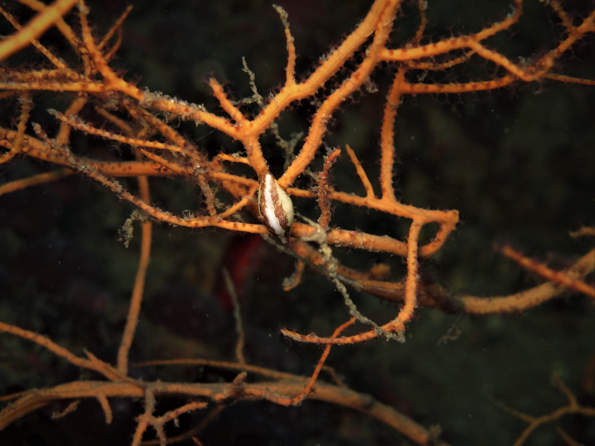 Dive site photo