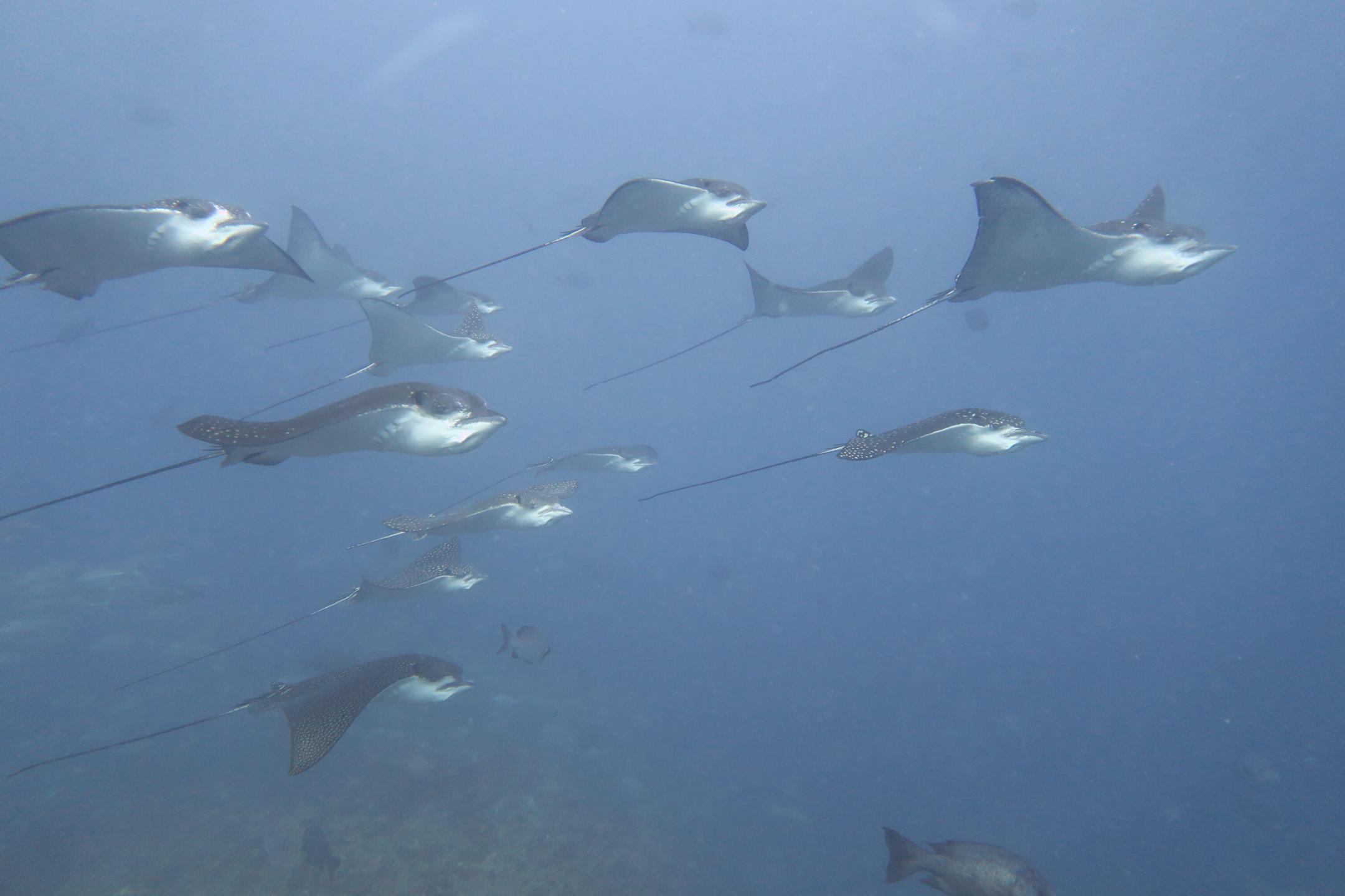 Dive site photo