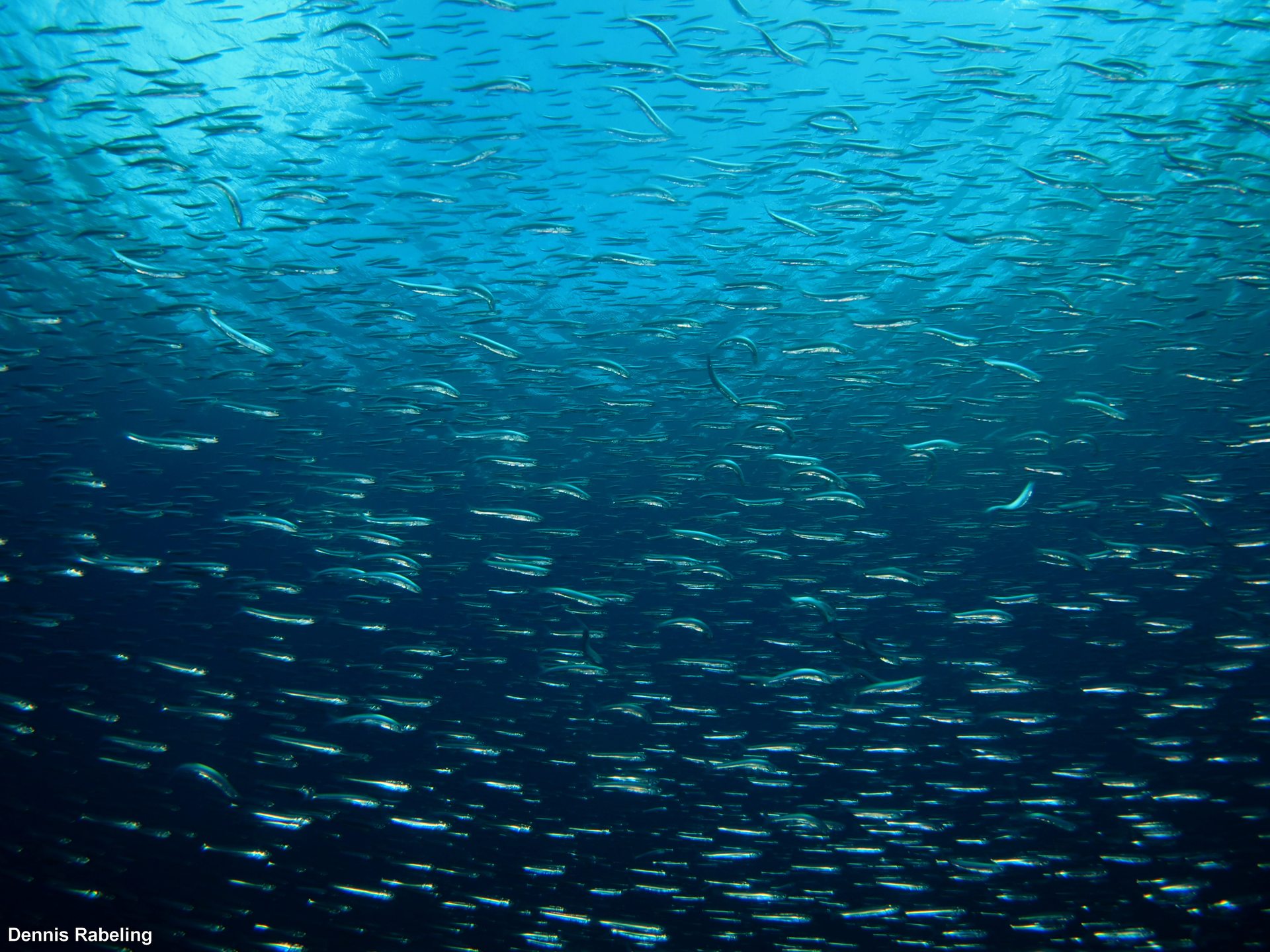 Dive site photo