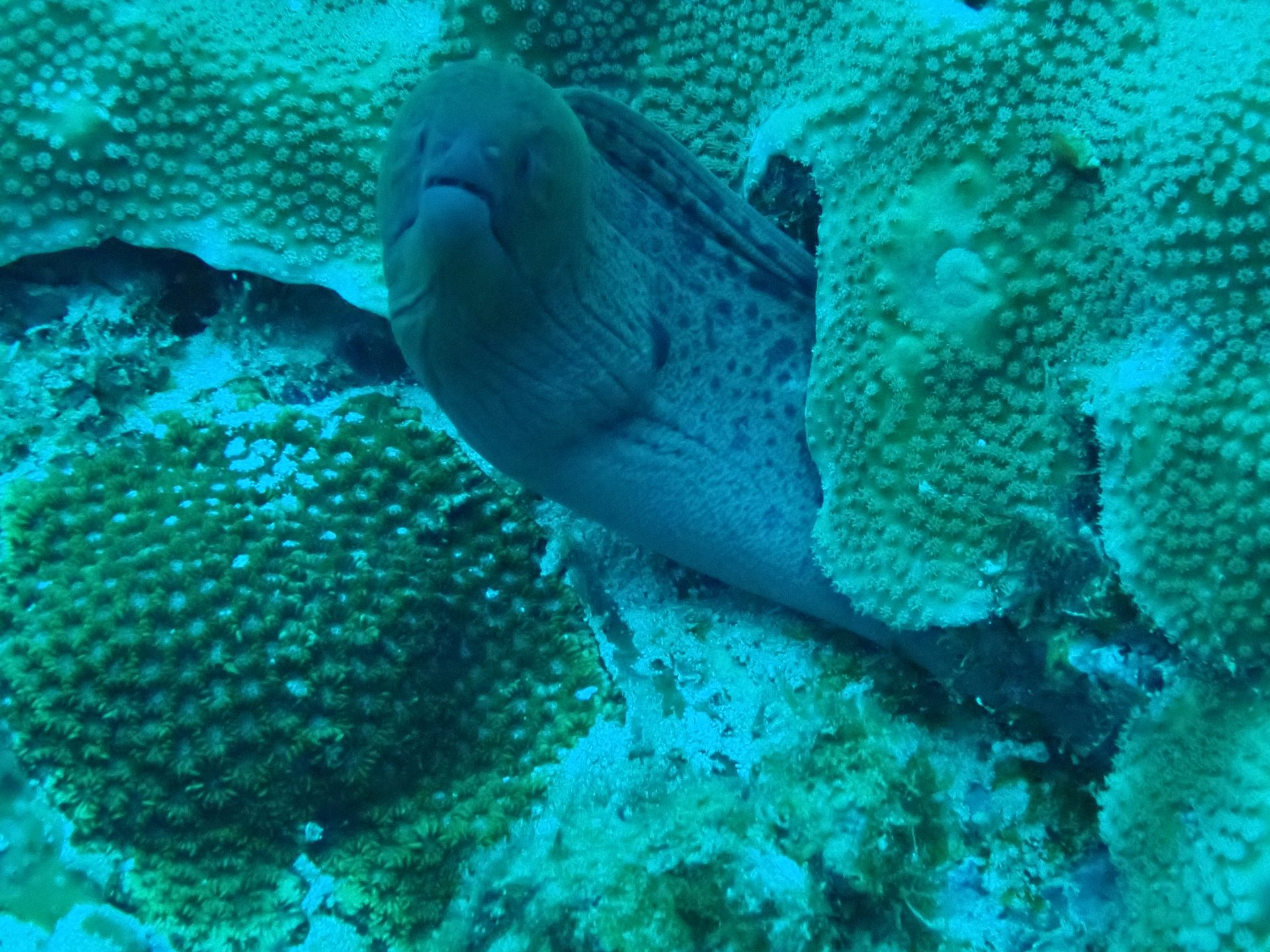 BTC (Baie Ternay Center) ダイビングサイト | PADI