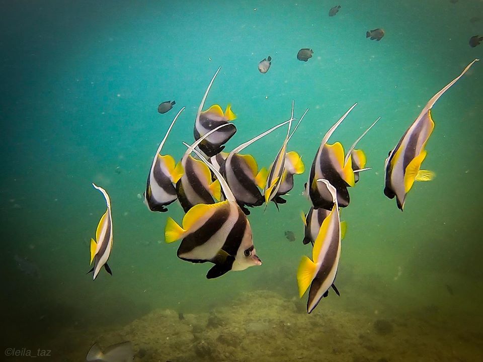 Dive site photo