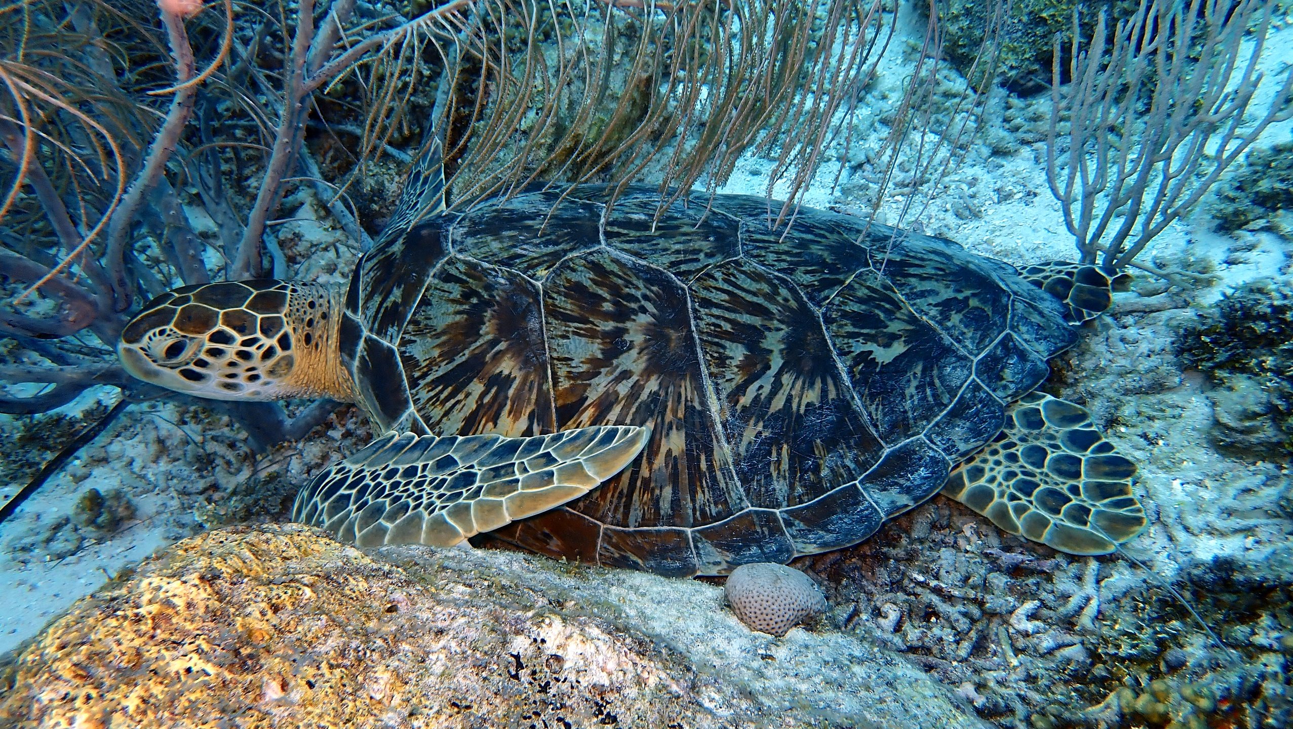 Dive site photo