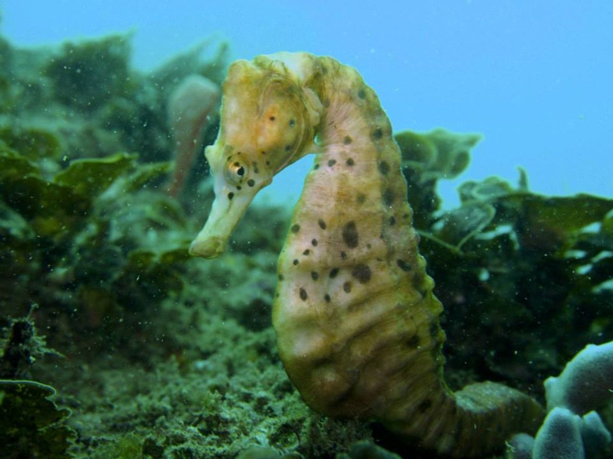Dive site photo
