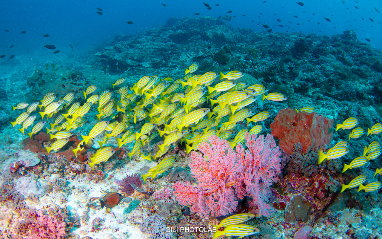 Dive site photo