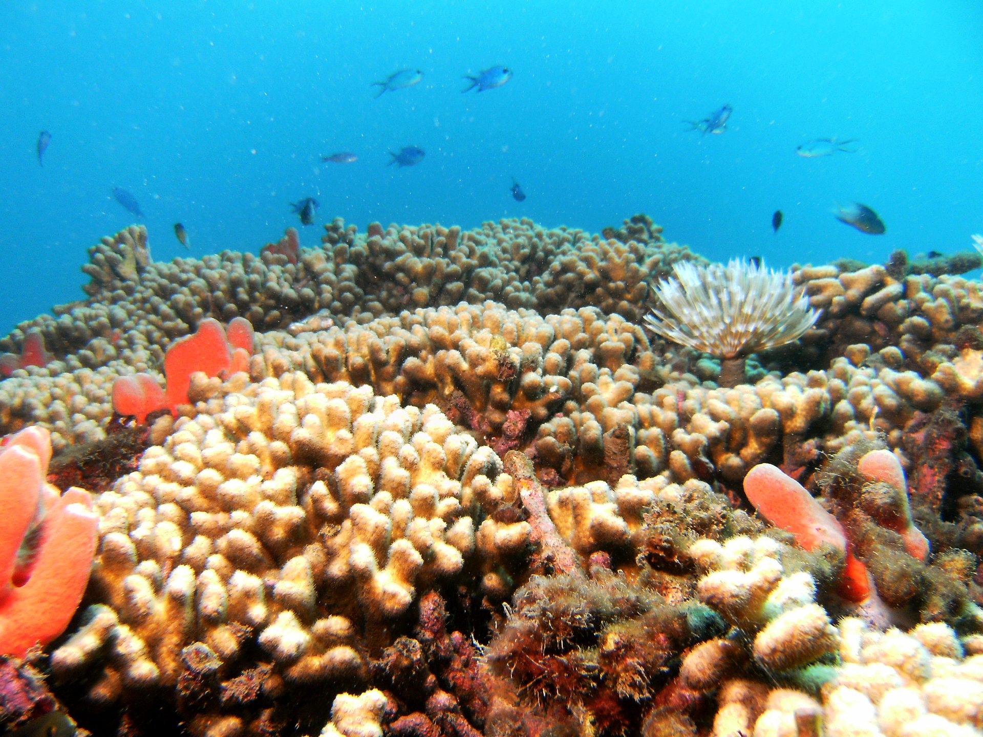 Dive site photo