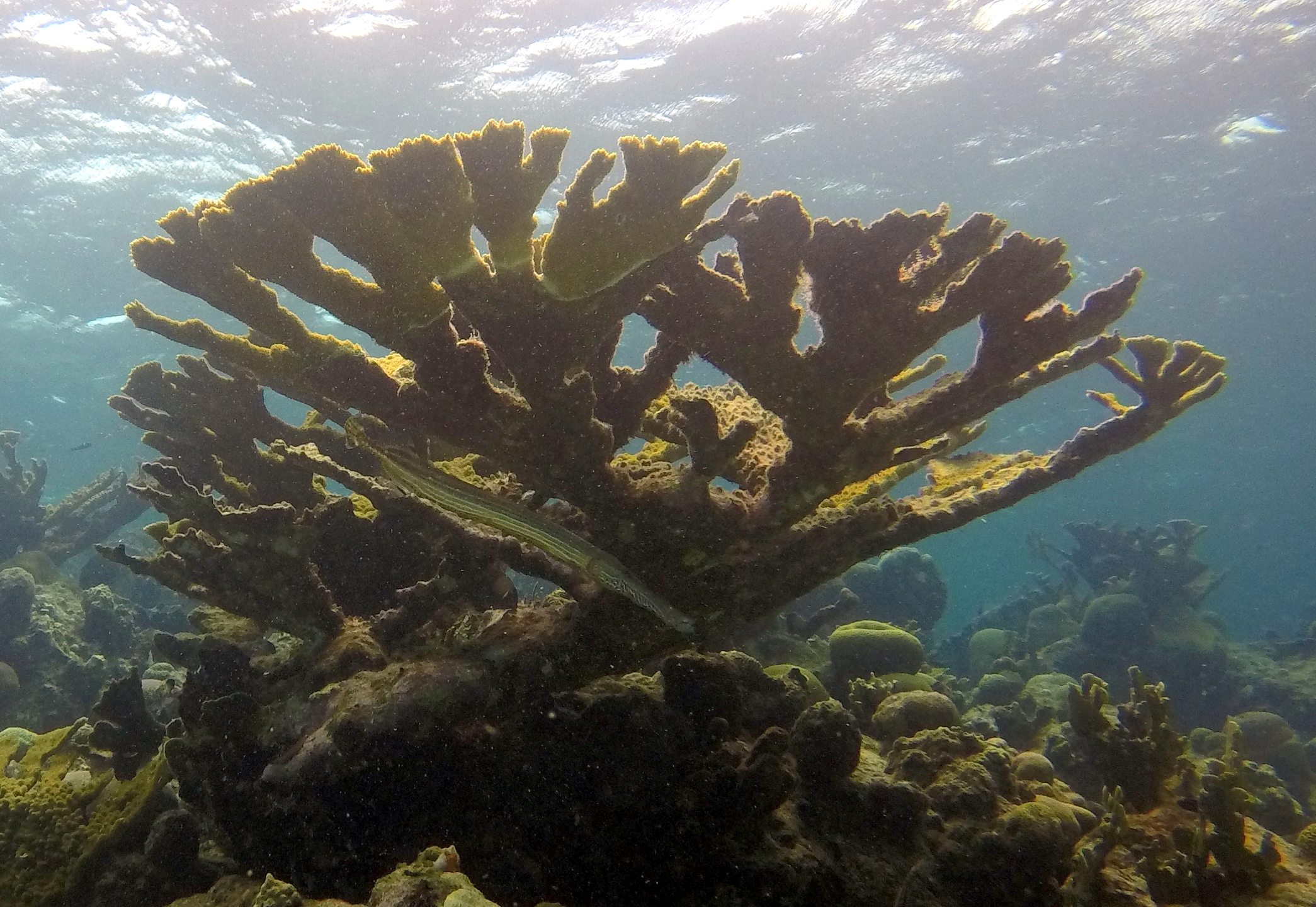 Dive site photo
