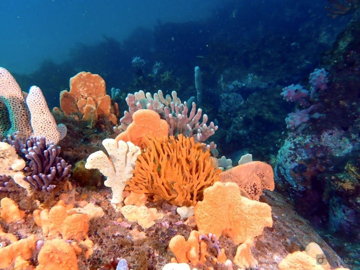 Dive site photo