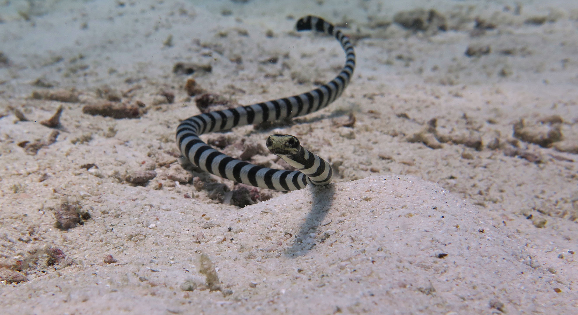 Bungalow Bay, Racha Yai的潛點 | PADI