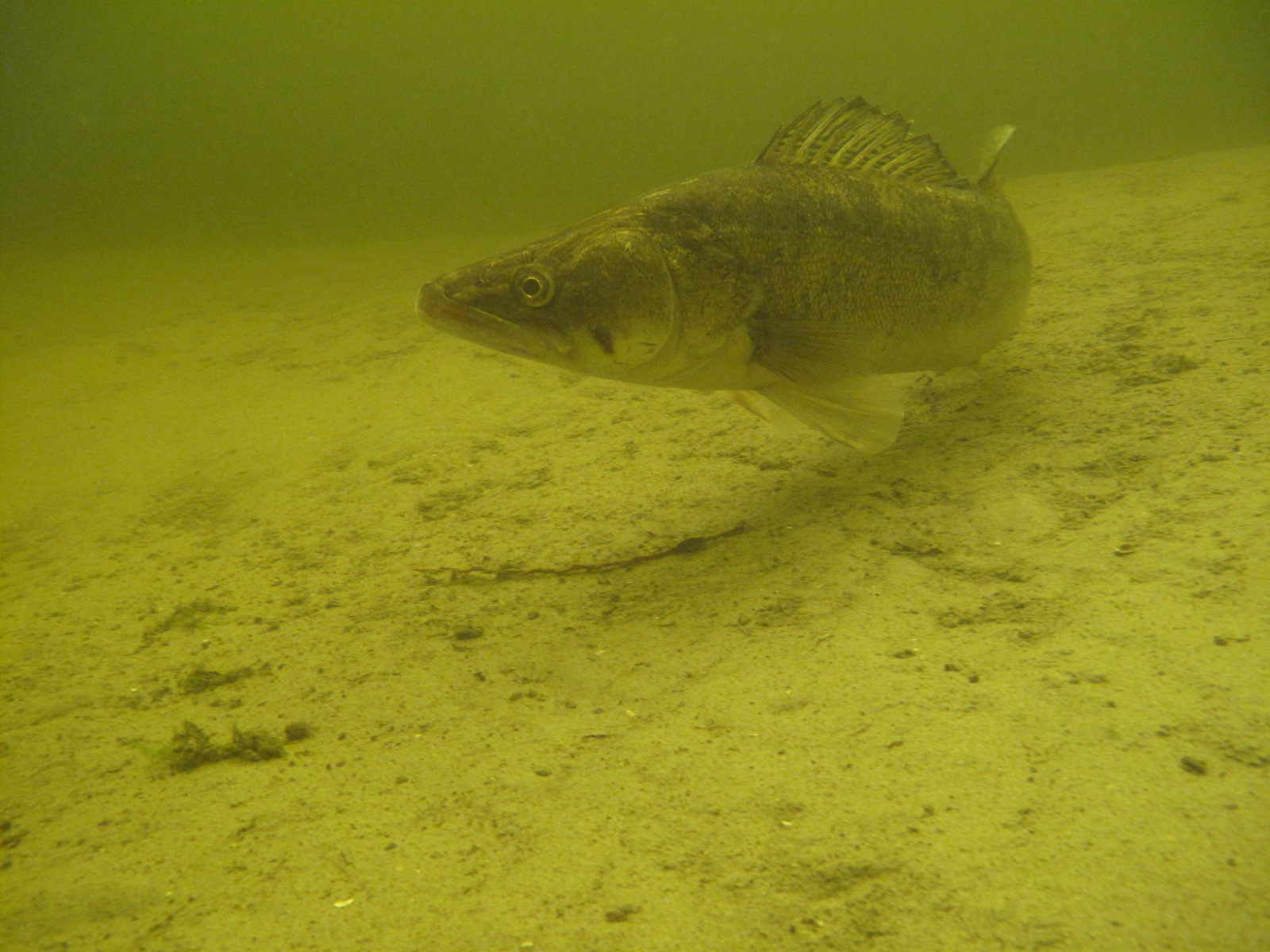 Dive site photo