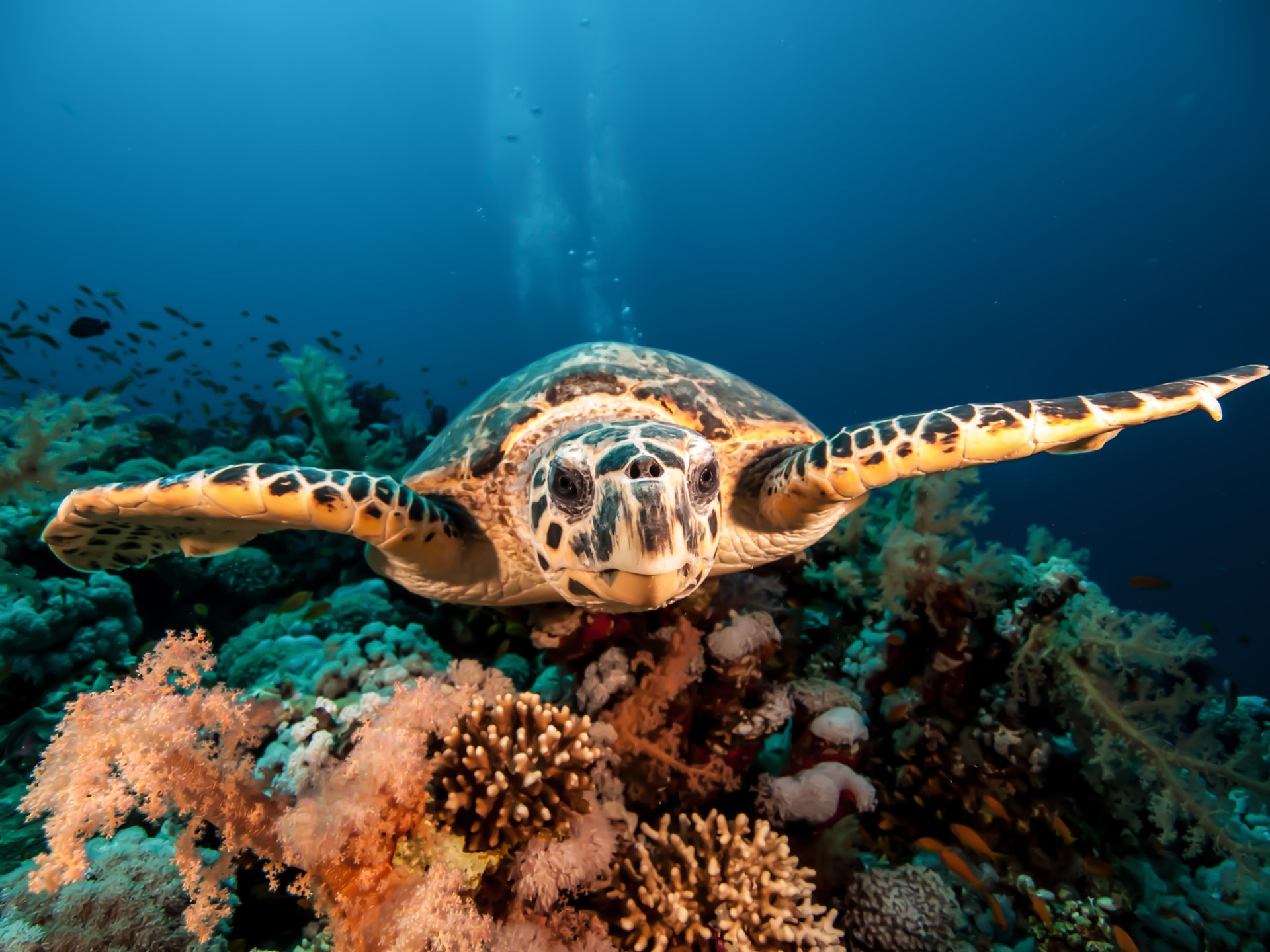 Dive site photo