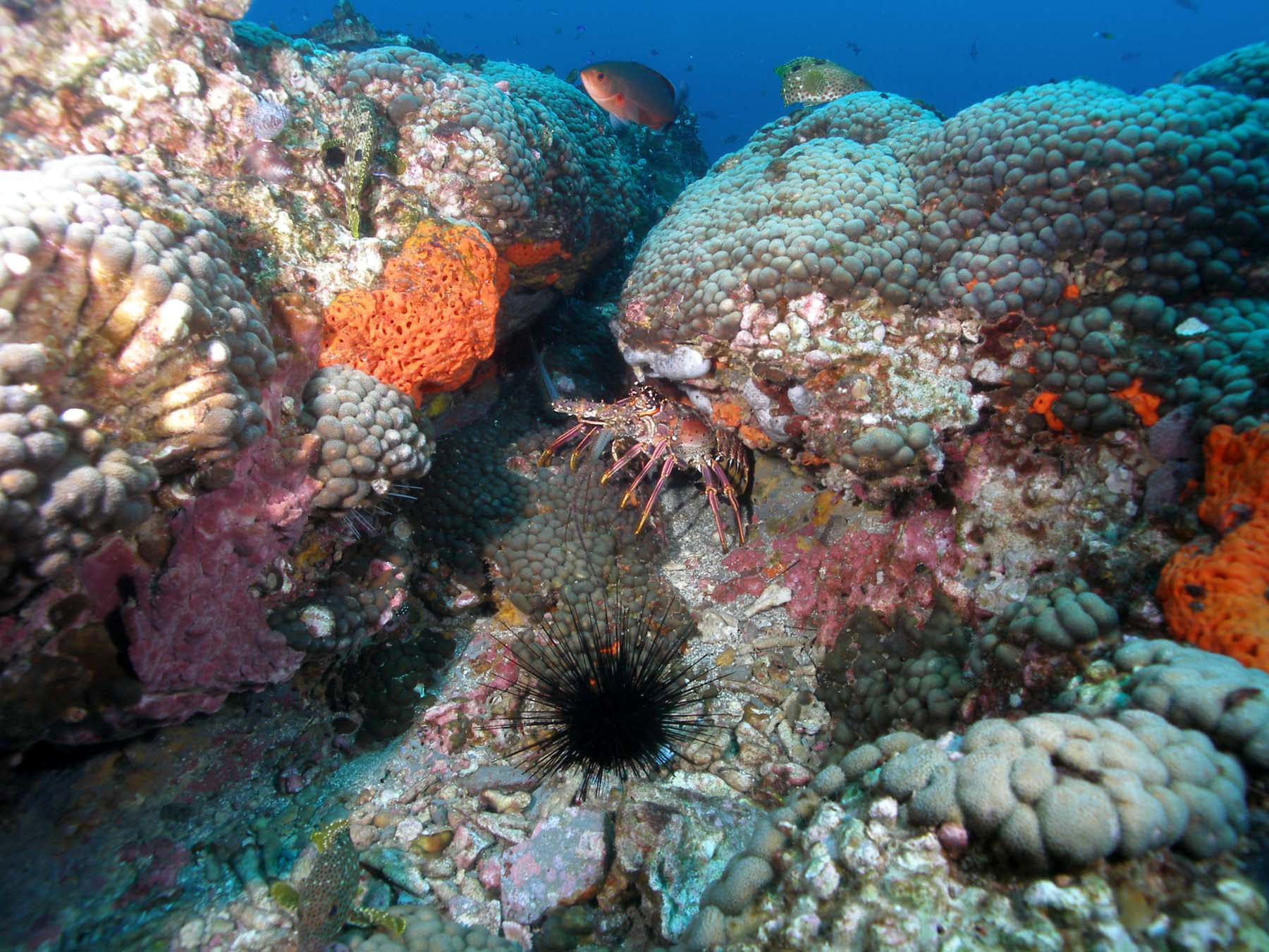 Dive site photo