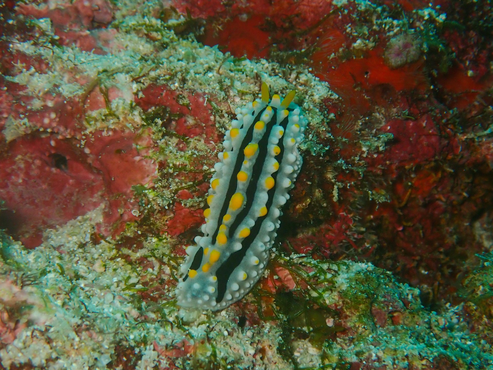Dive site photo