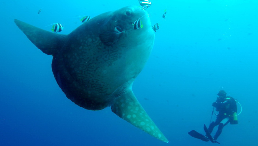 Dive site photo
