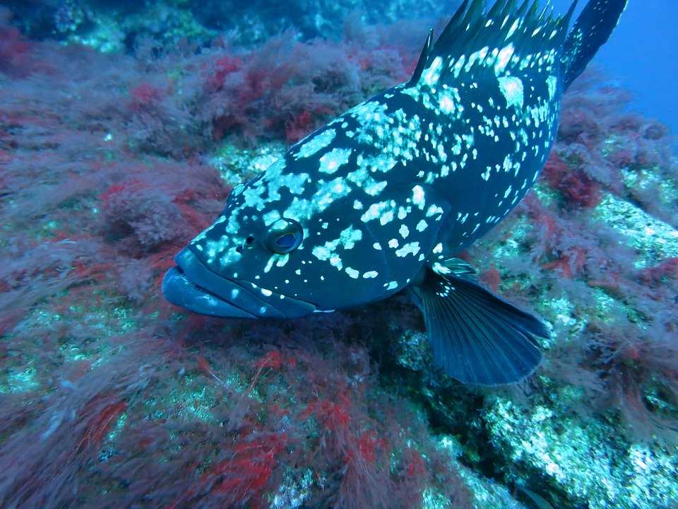 Grouper Farm