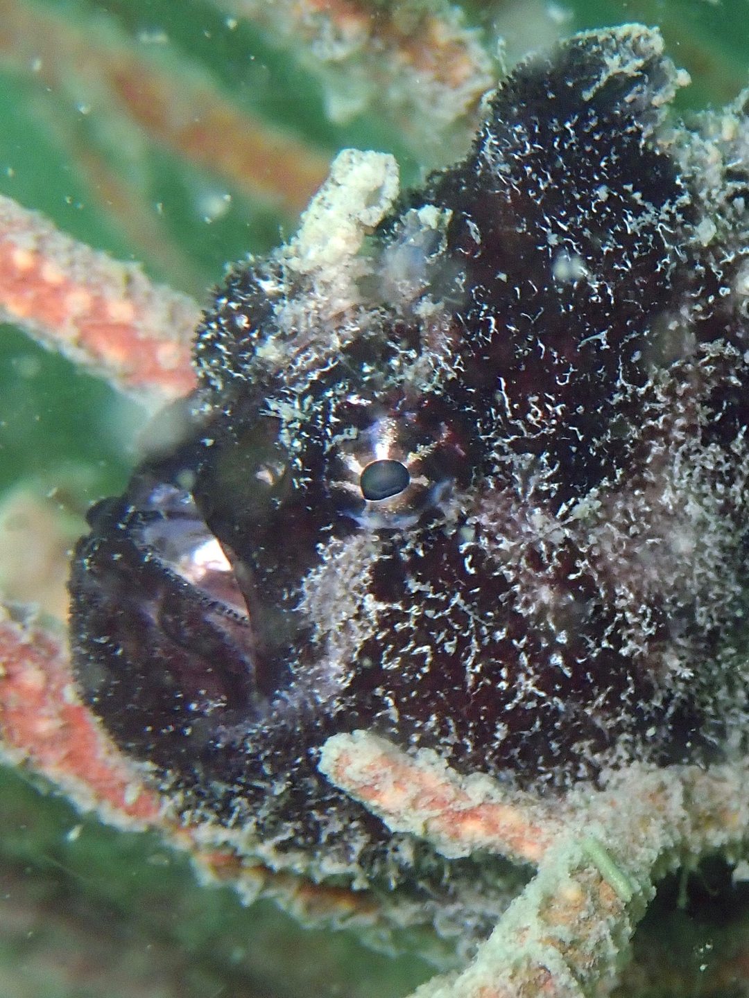 Beras Laut