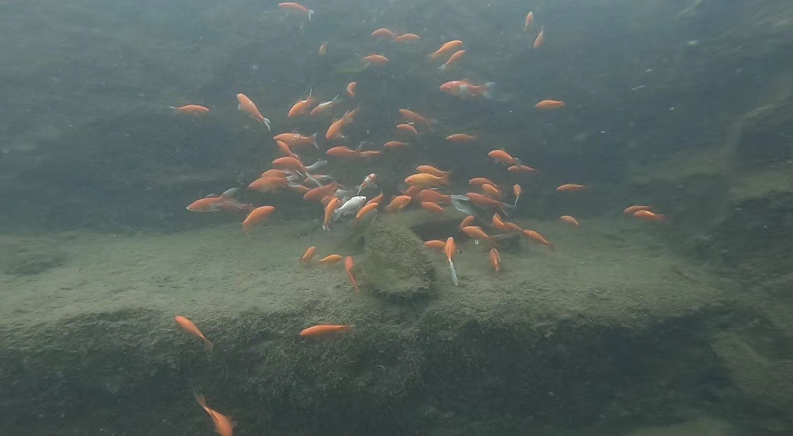 Dive site photo