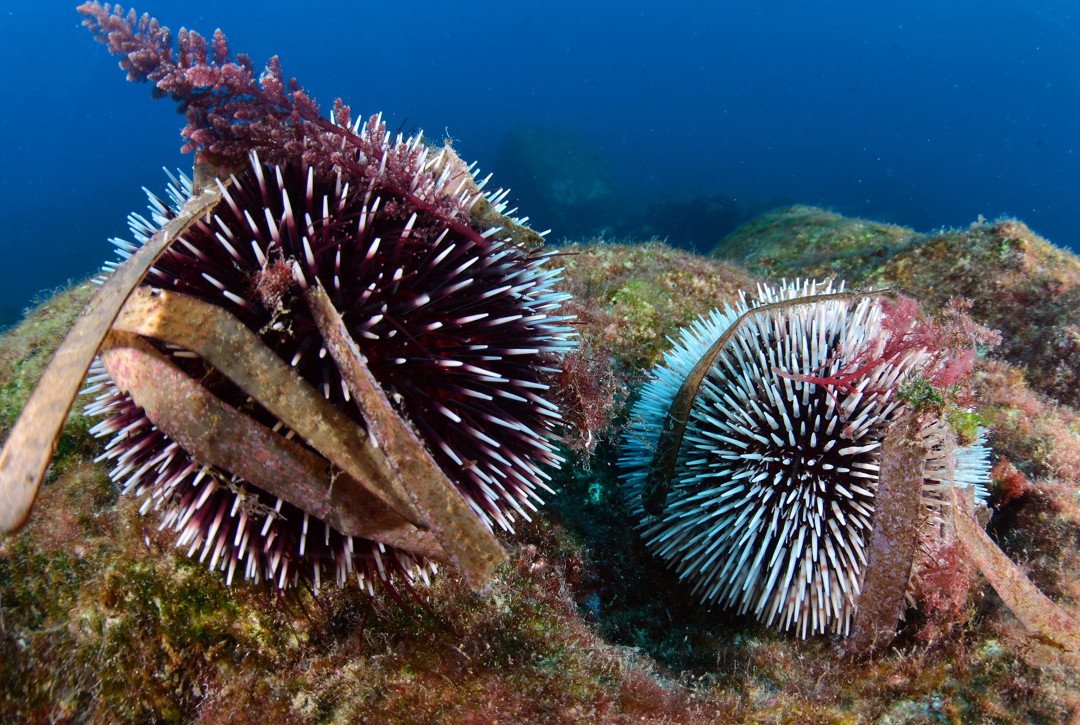 Dive site photo